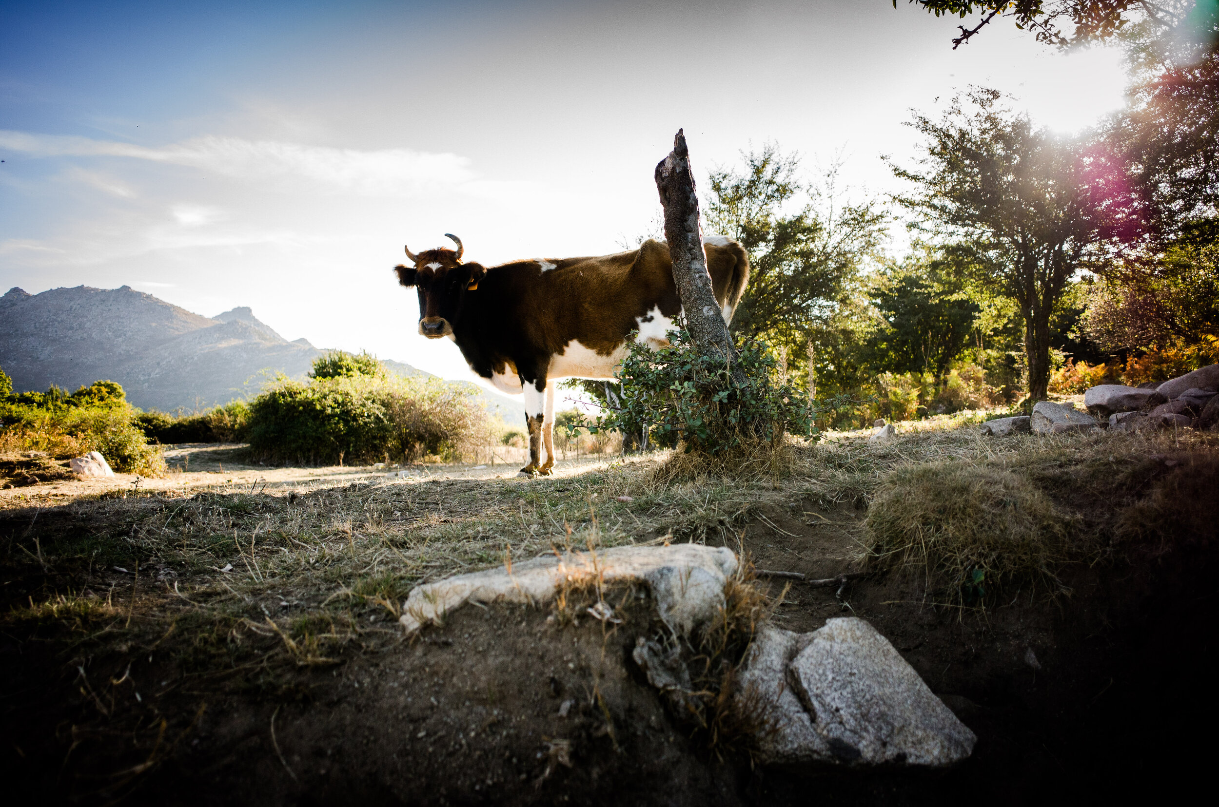Vache en liberté