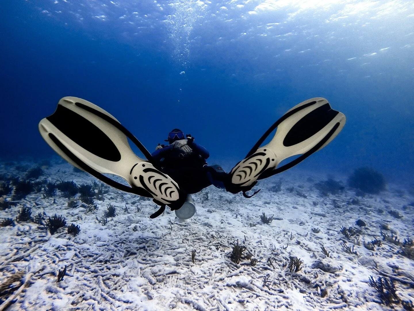 Are you looking at changing your life? Have you looked a becoming a dive Instructor? check out www.becomeadiveinstructor.com to find out what you need to get there! #dive #diving #scuba #becomeadiveinstructor #diver #instructor @PADI #GoPro #Divepro 