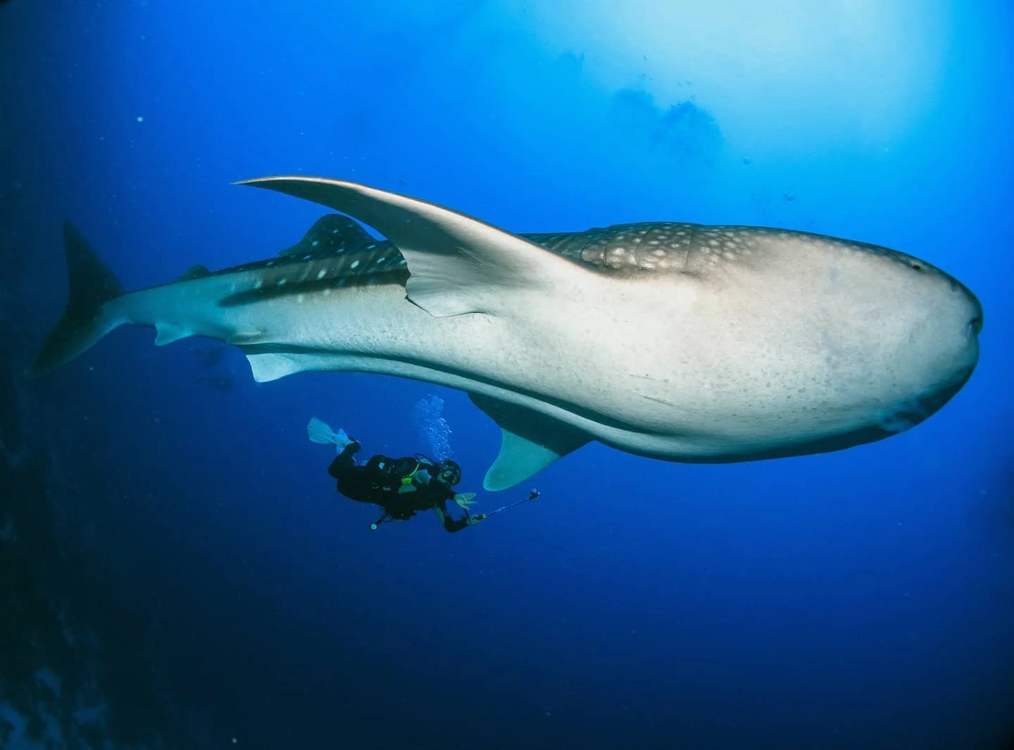 Are you looking for your next adventure? Do you want to explore the underwater world? Share your office with the biggest fish in the ocean? Become A Dive Instructor 

#diving #scuba #scubadiving #dive #becomeadiveinstructor #padi @paditv #gopro #inst