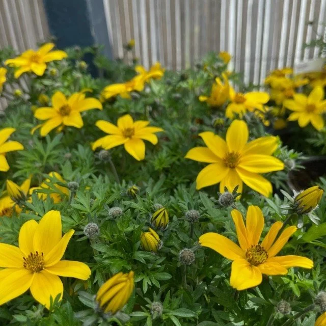 bidens.jpg