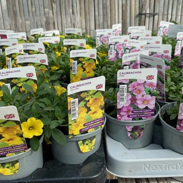 calibrachoa.jpg