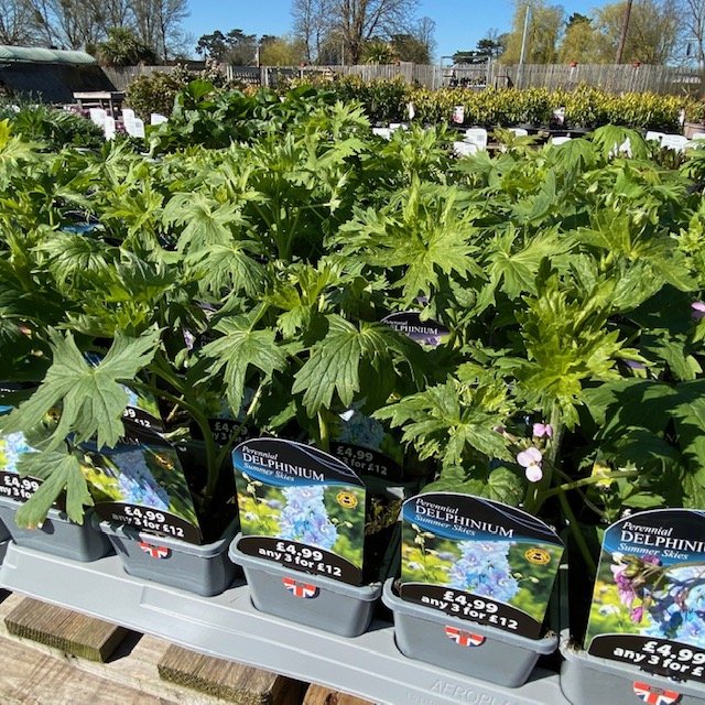 delphinium.jpg