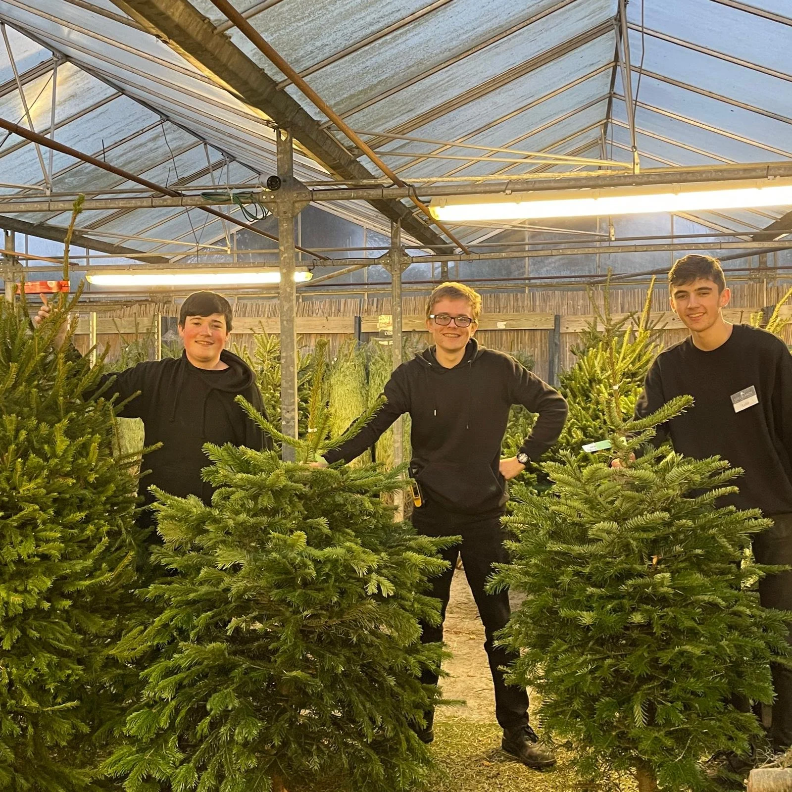 Christmas Tree Service — Hare Hatch Sheeplands