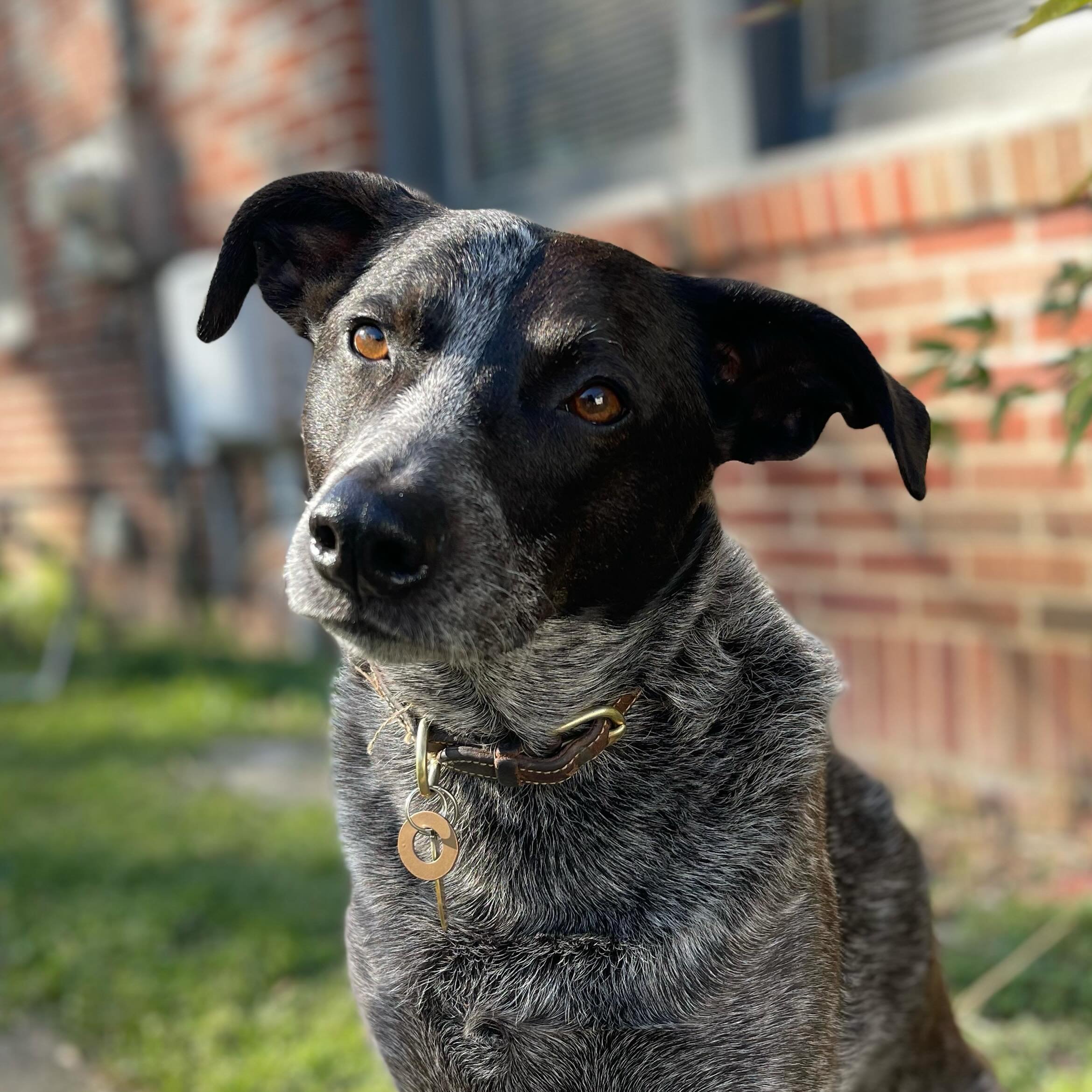 Wren, Queen of the household