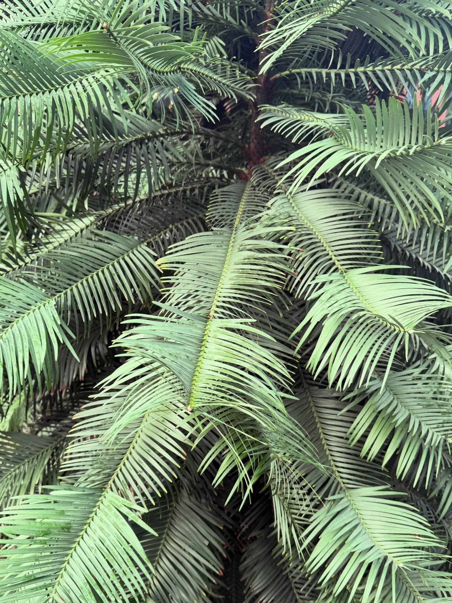 Most of you know through my stories that my kiddo and I visited Seattle last week and fell in love with the PNW. You guys have so many ferns I can&rsquo;t take it 😩❤️ Not only did we visit every record store and vintage shop in the area and TWIN PEA