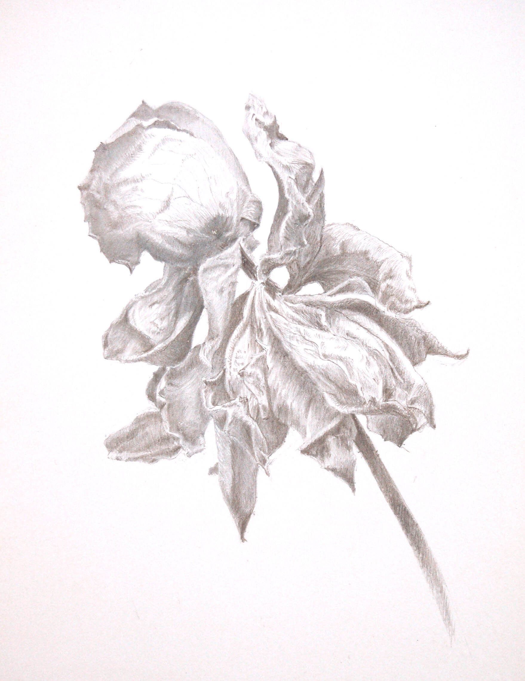   Rose Motion Left  , silverpoint on paper, 5 5/8” x 3 15/16” 