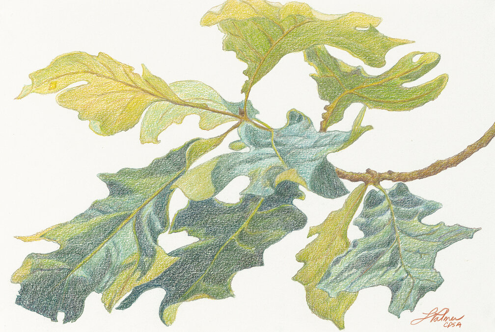    Post Oak Detail  , 11” x 14”, colored pencil on paper 