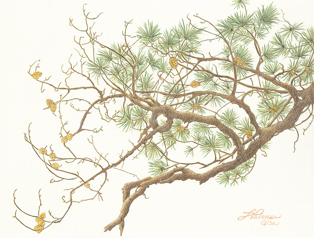    Shortleaf Pine Detail  , 11” x 14”, colored pencil on paper 