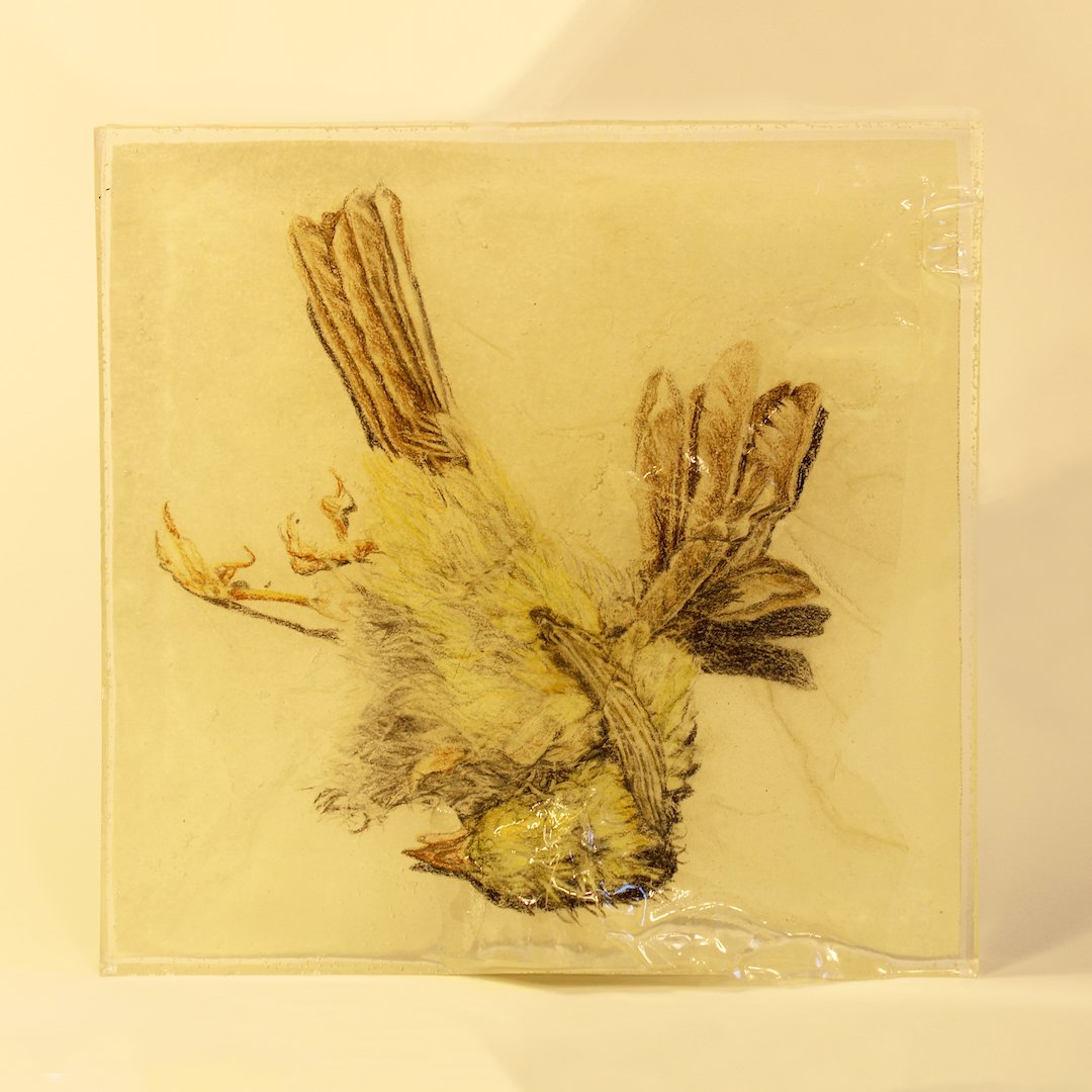    Preservation of Goldfinch  , 6” x 6” x 1”, colored pencil on tissue suspended in resin 