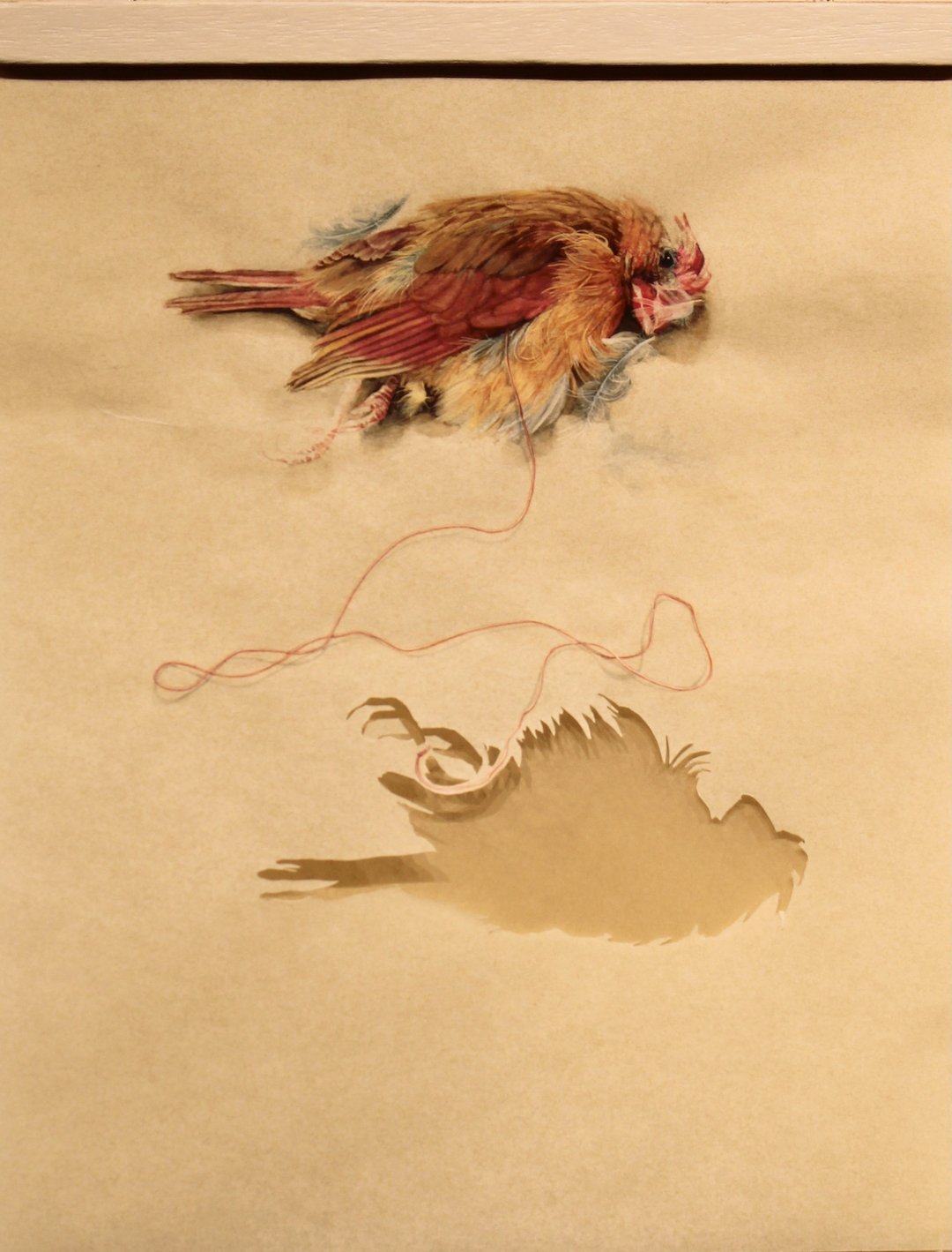    Cardinal,   15” x 11”, watercolor on pergamenata, tissue 