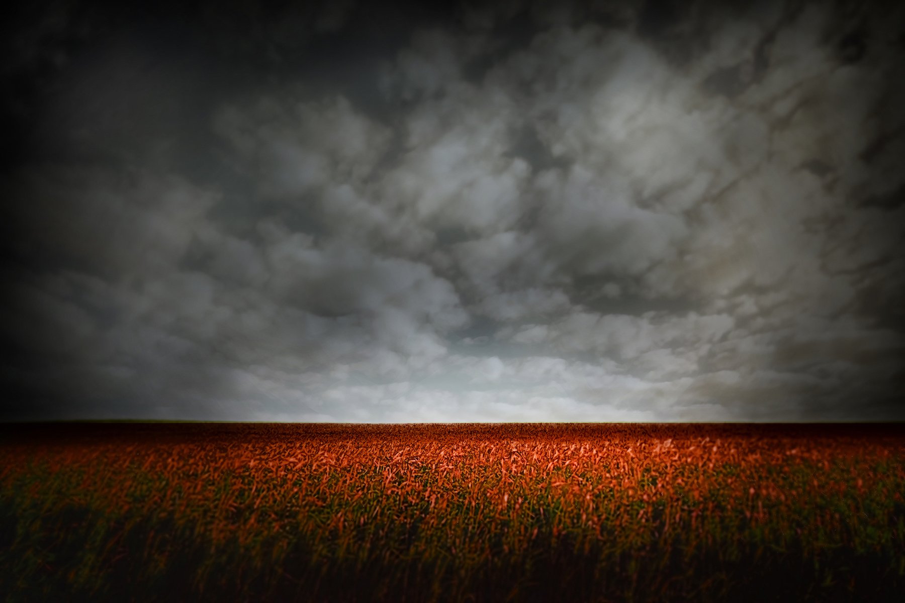  Strawberry Fields, 24” x 36”, digital photograph 