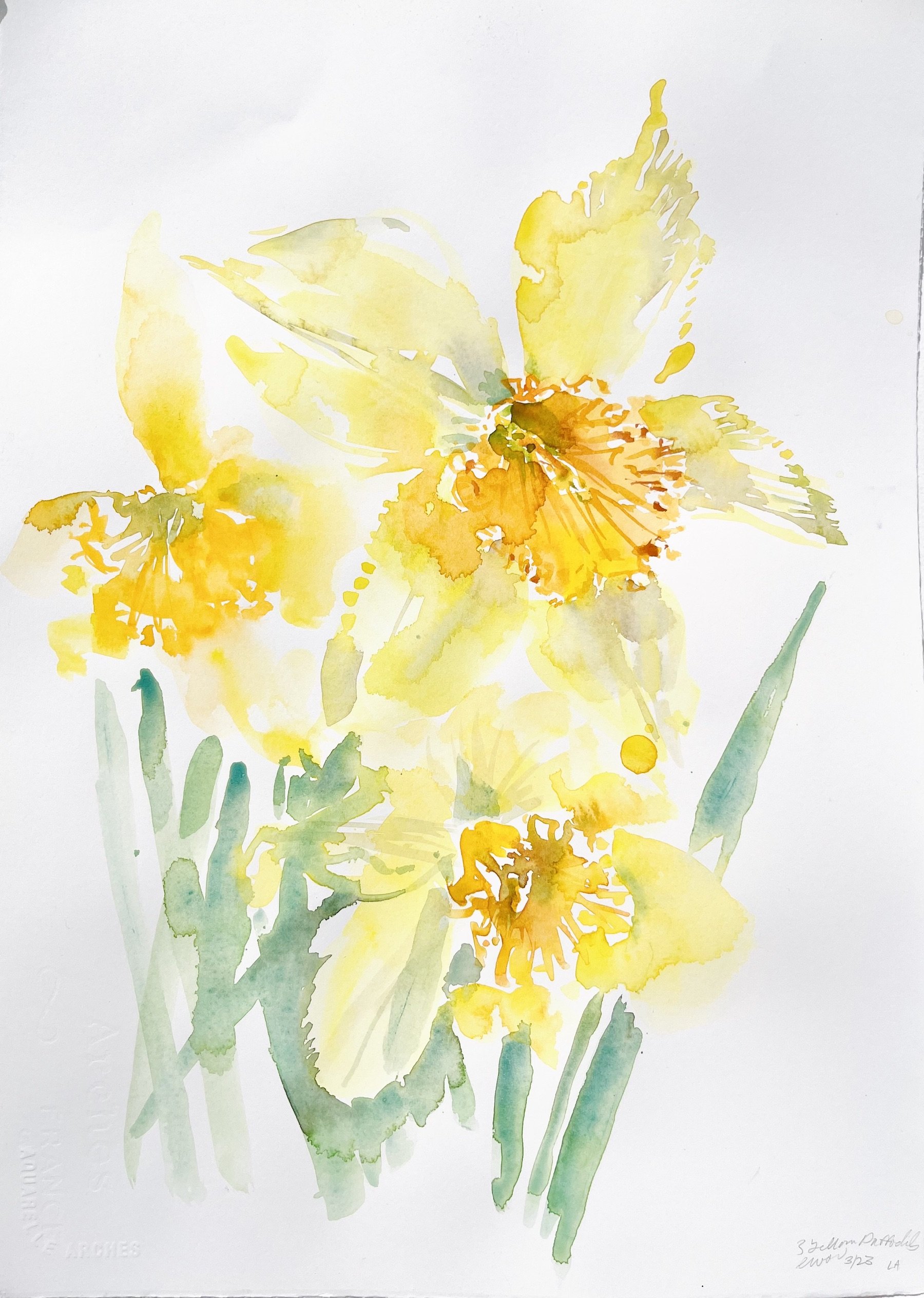    3 Yellow Daffodils  , 18” x 14”, watercolor on paper 