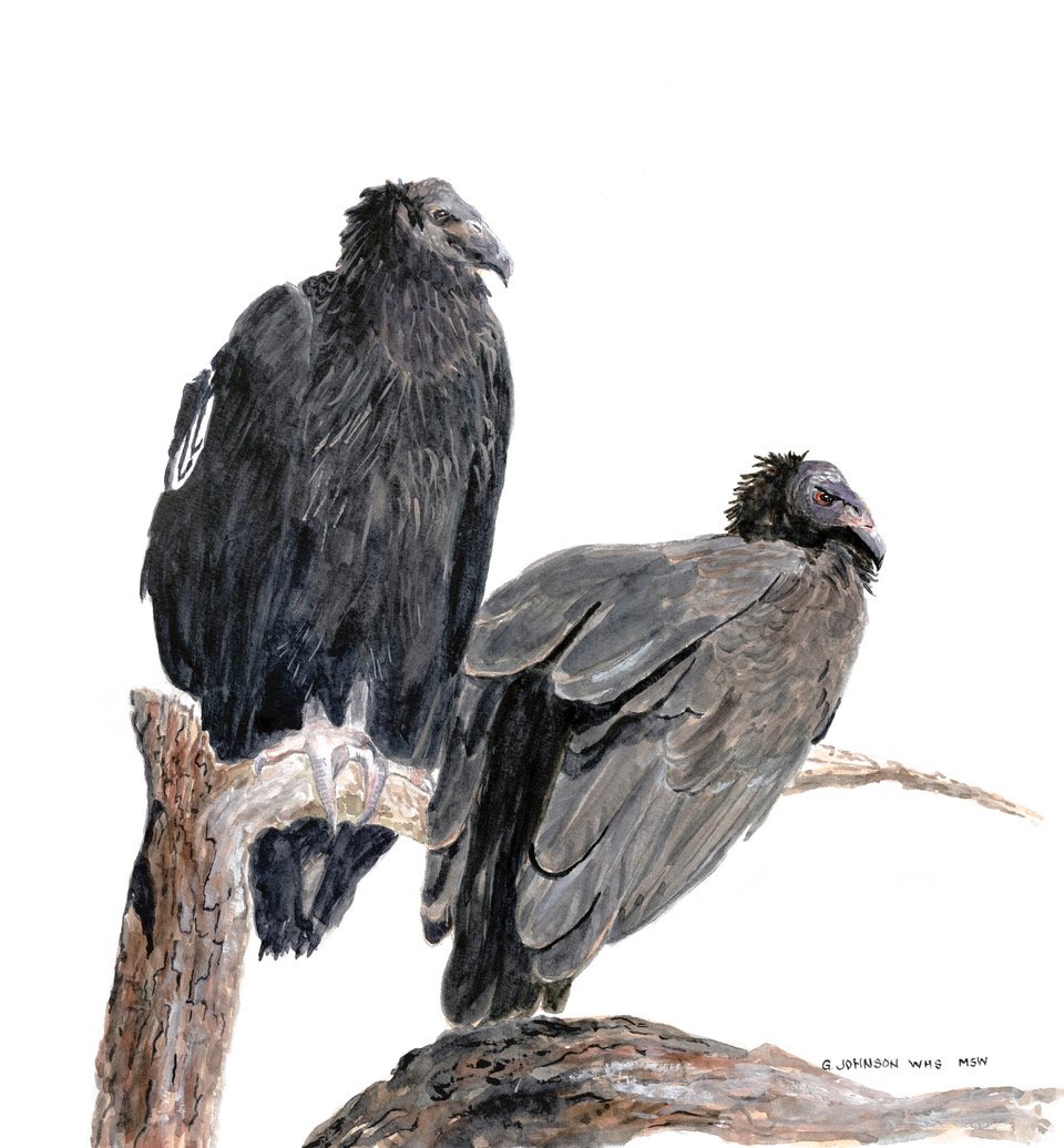    Condor Couple  ,&nbsp;12” x 11”, watercolor 