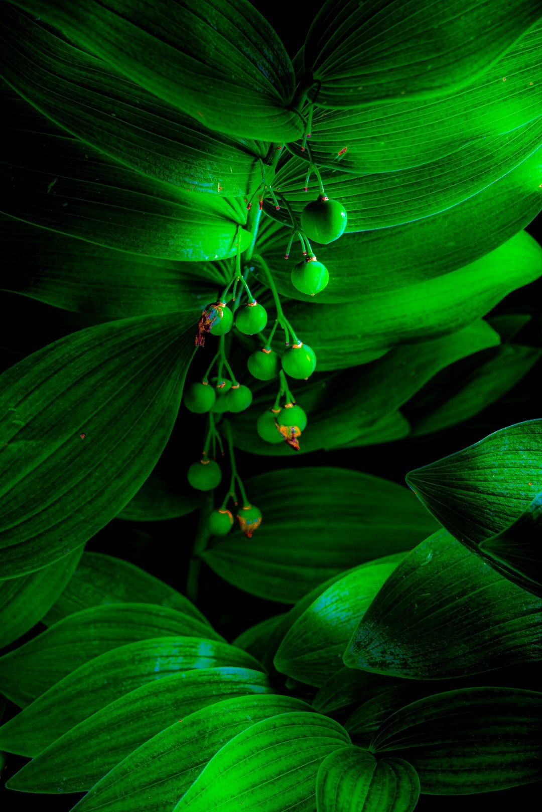    Solomon Seal  , digital photograph 