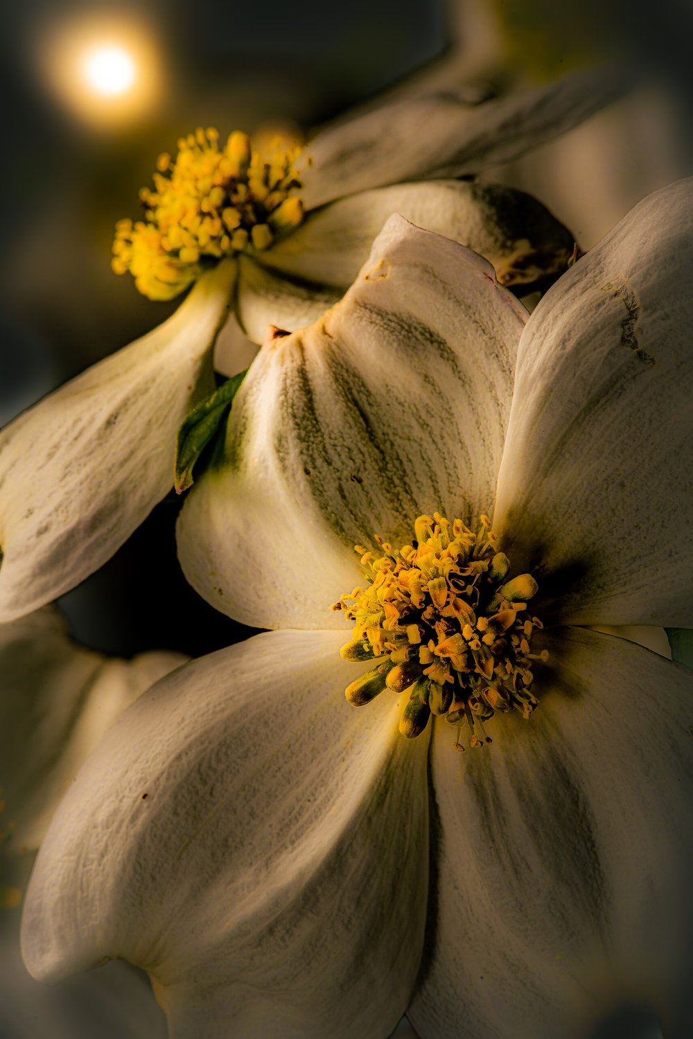    Morning Dogwood  , digital photograph 