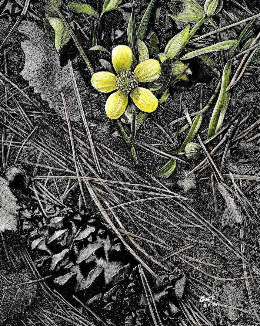    Emerging Buttercup  , 8” x 10", scratchboard engraving tinted with acrylic ink 