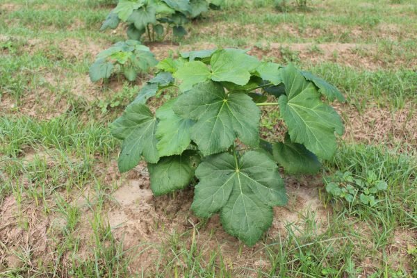 Copy-of-Ochro-Plant-1-scaled-e1632113076352.jpg