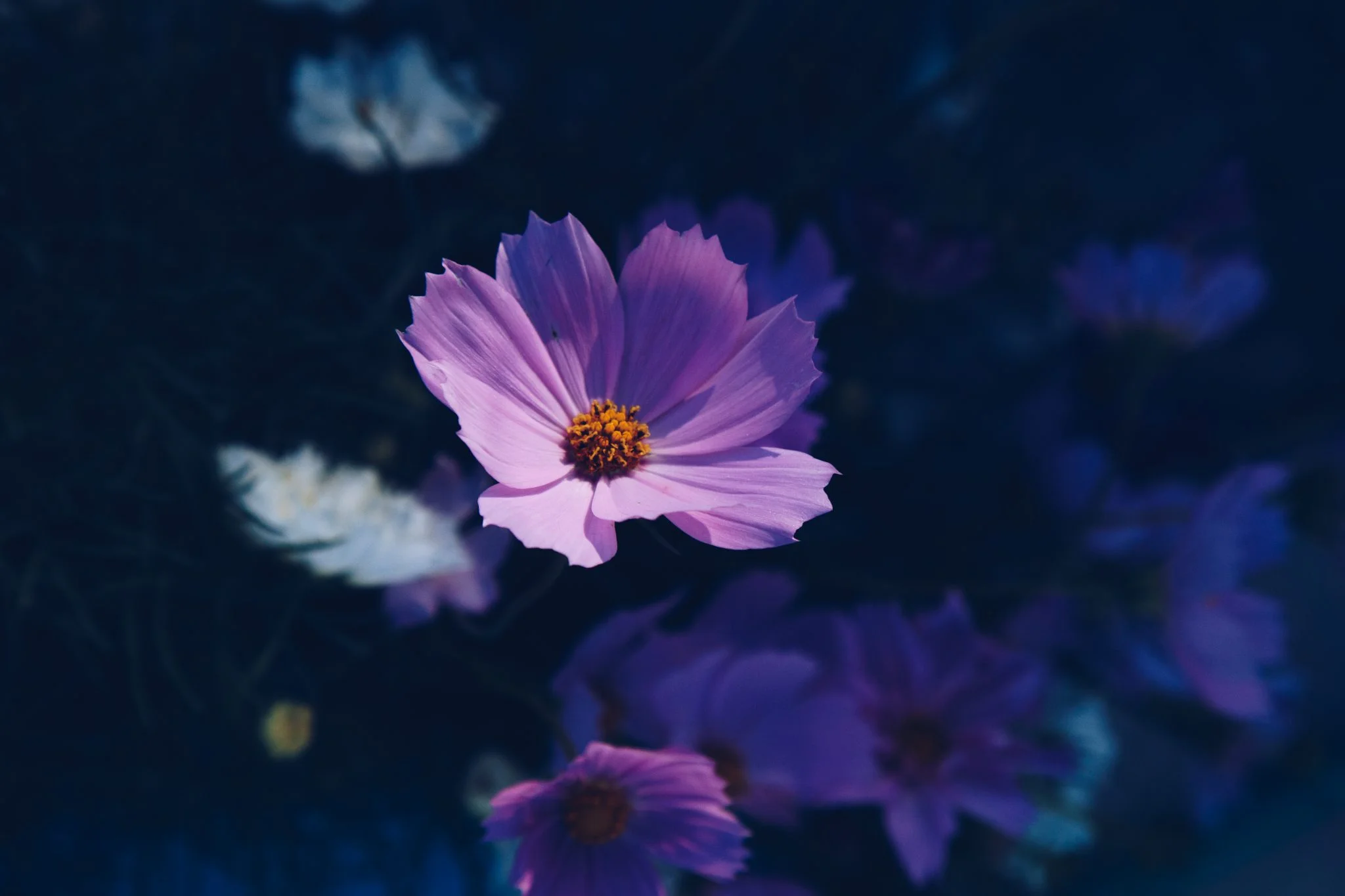 A wedding behind the scenes - in the cut flower garden