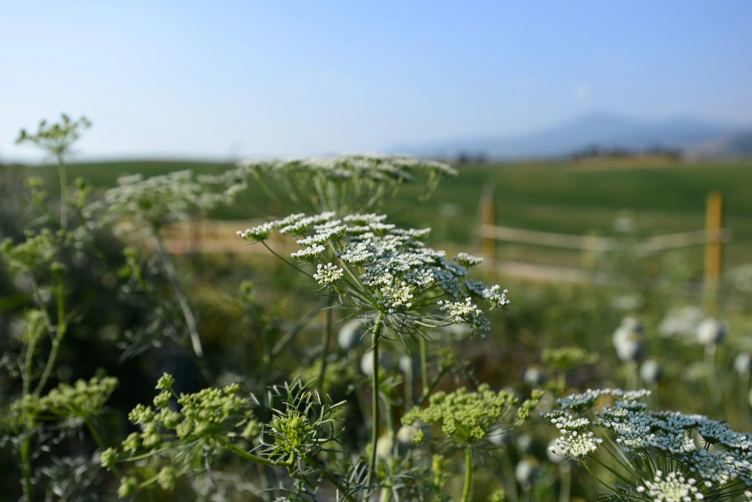 Easter Sunday Lunch and Easter Monday Lunch 2025