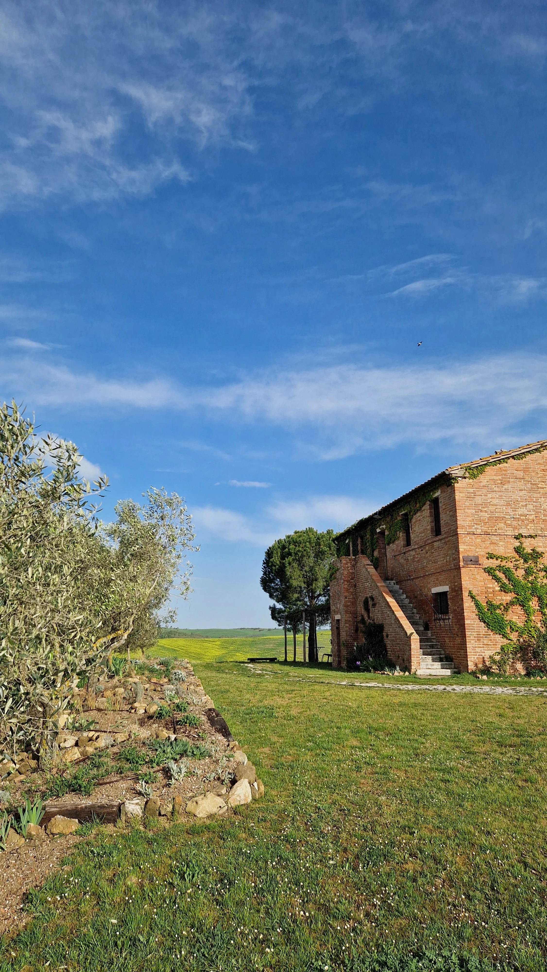 A gravel garden for Poggio Bacoca