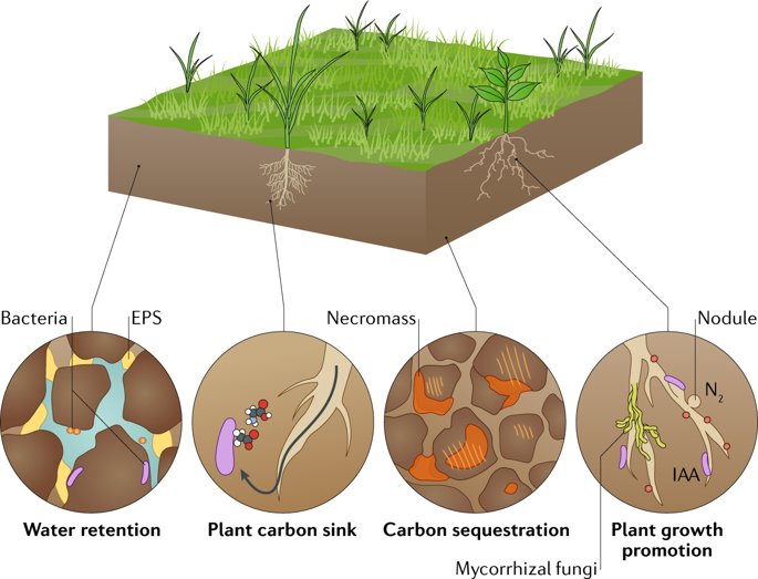 soil microbiome - nature.png