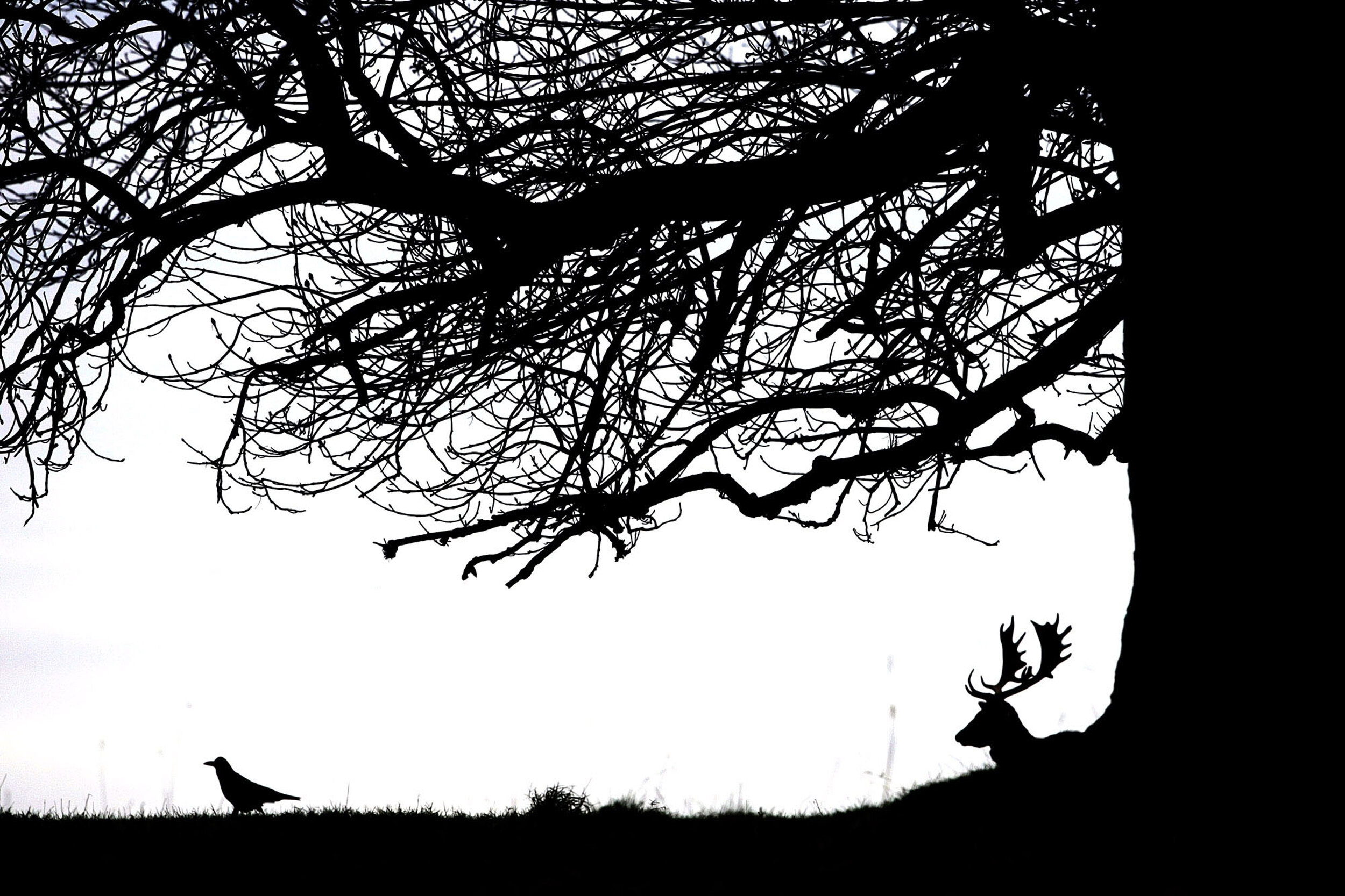 A Fallow Deer and crow pictured in Phoenix Park, Dublin, 2005.