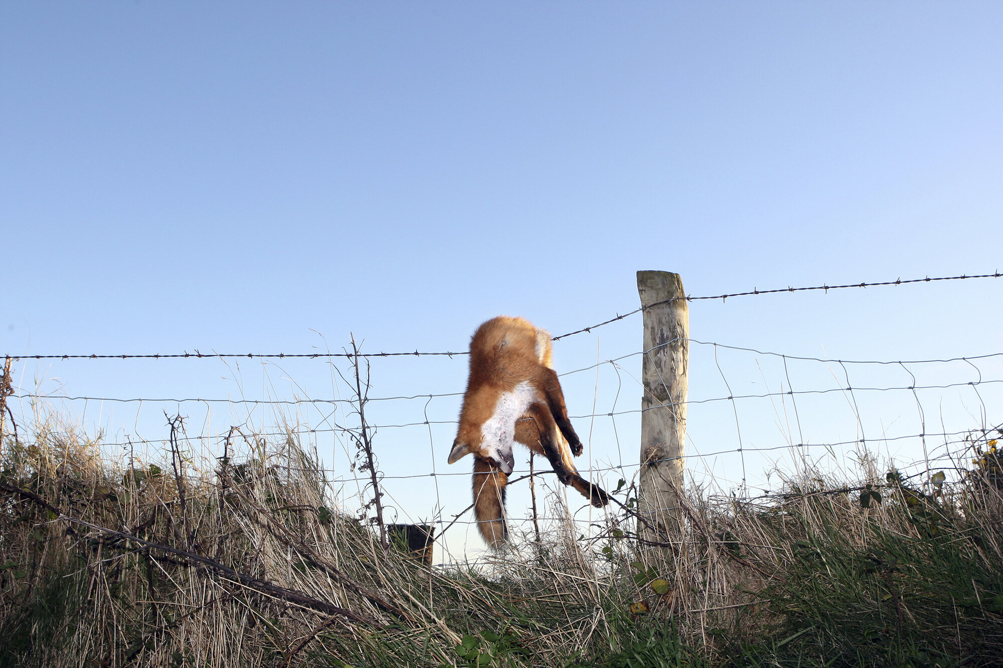 A red fox hangs on a fence in the Glens of Antrim after being shot by hunters who provide a service to farmers who regard the animal as vermin, 2009.