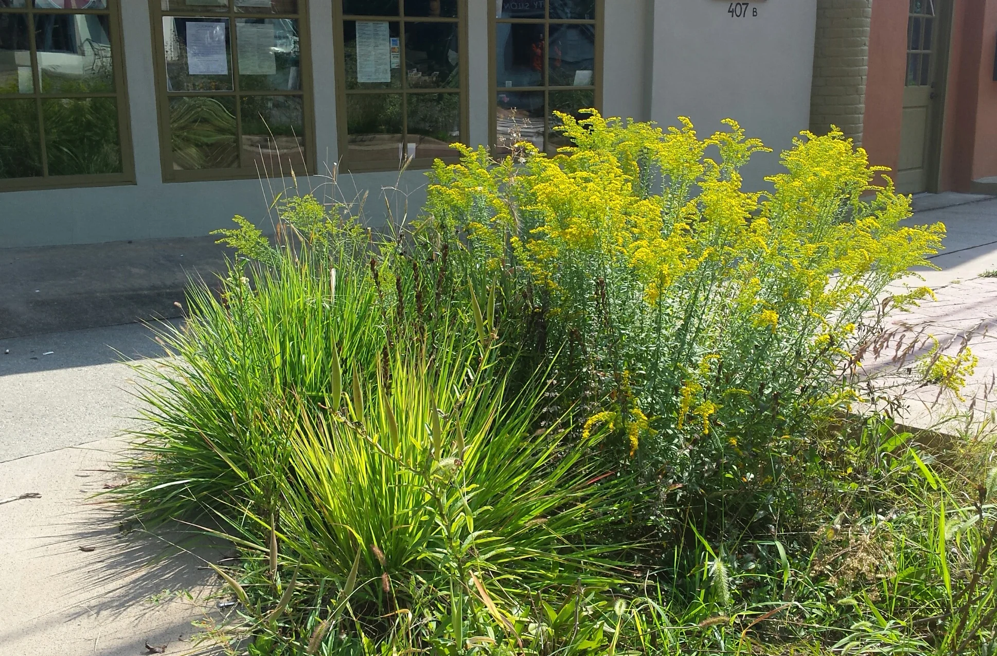 Solidago Nemoralis
