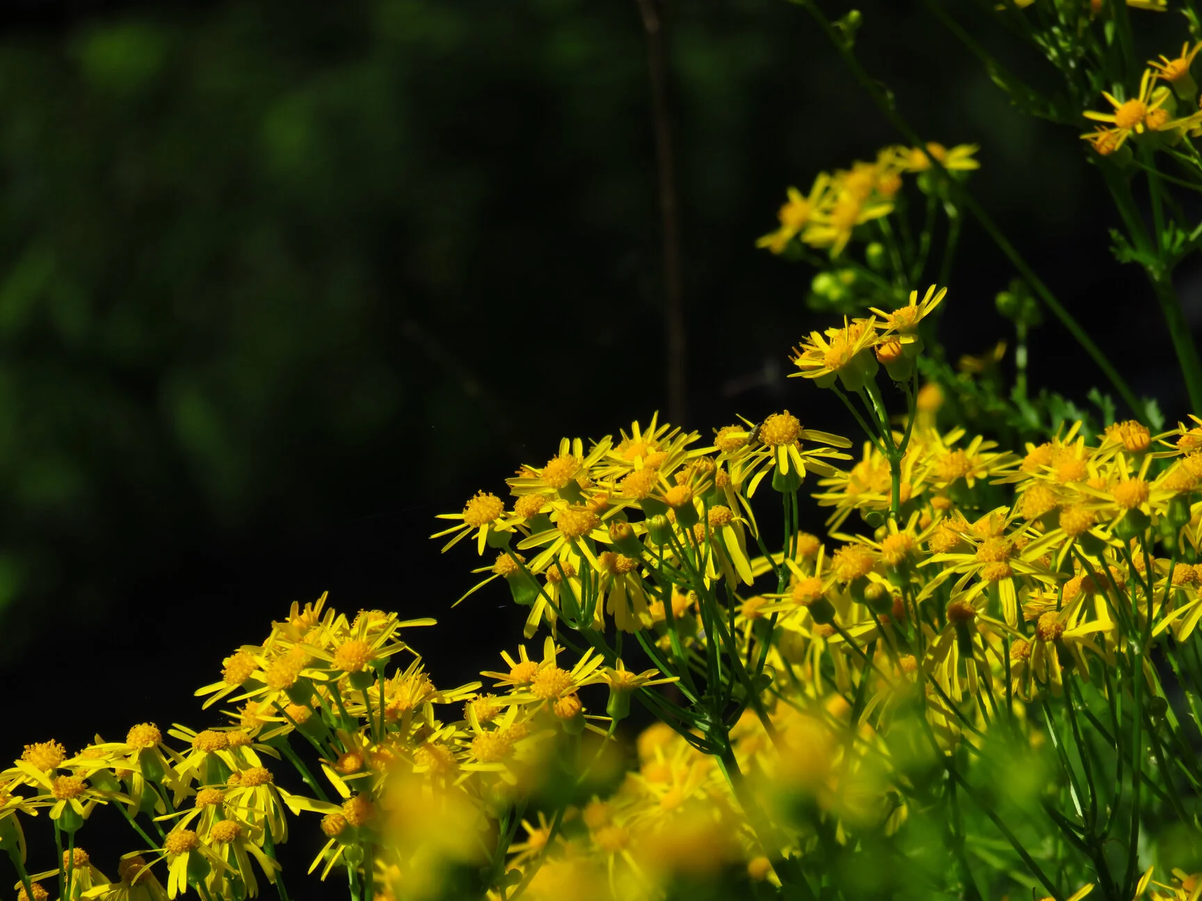 Small's Ragwort — Little Bluestem
