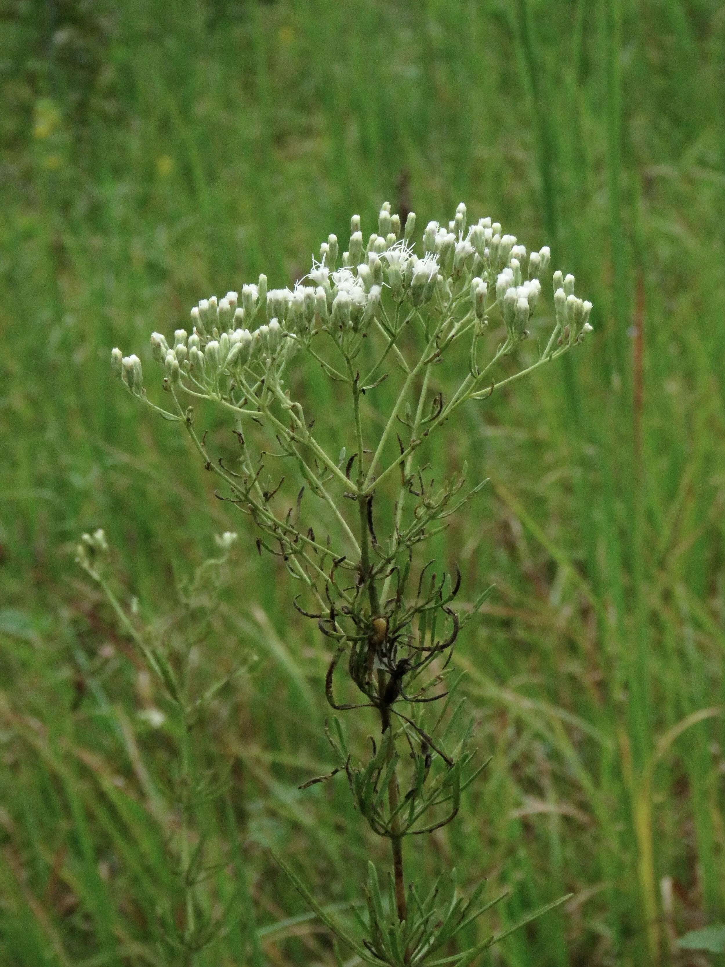 Image of Hyssopleaf thoroughwort plant