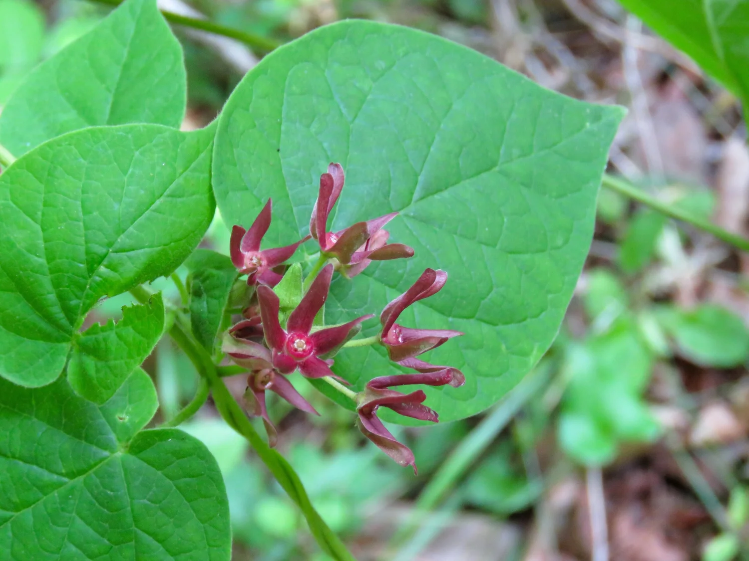 Why Local Genotype Matters — Little Bluestem