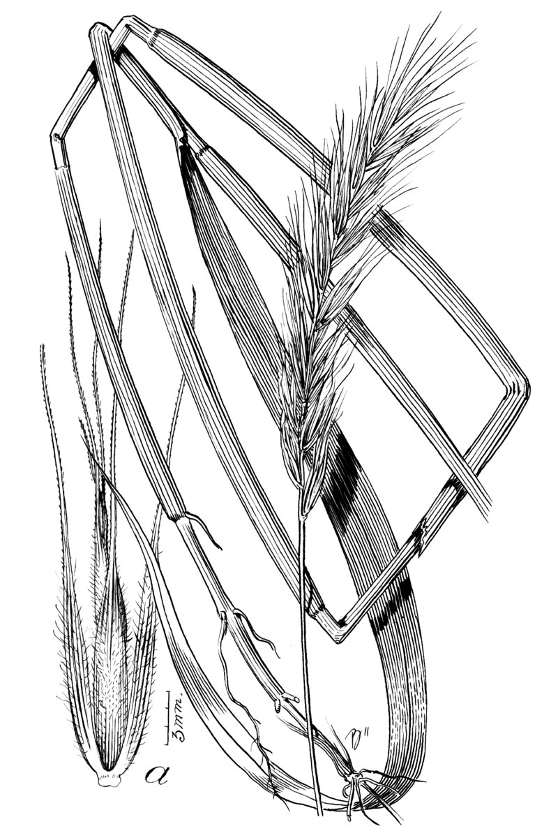 Southeastern Wild Rye — Little Bluestem