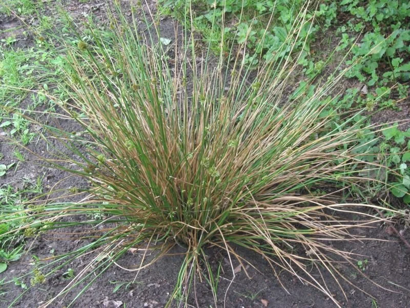 Wetland — Little Bluestem