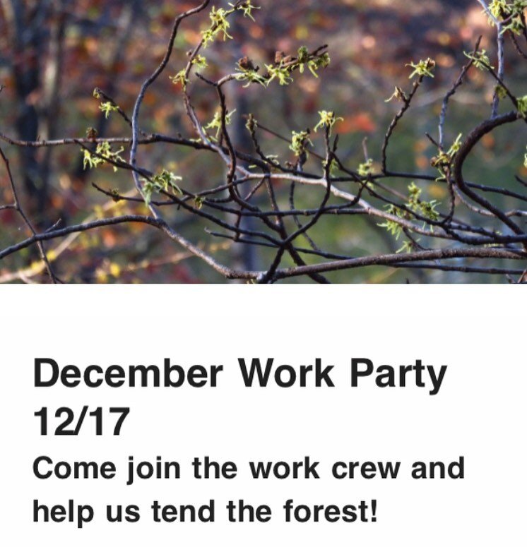 We'll be working in the woods at the Little Bluestem plant sanctuary on Saturday 12/17 from 10-3 to mitigate erosion on steep slopes. 

Logs and downed branches will be dragged on-contour to provide breaks to stormwater runoff. 

Duff accumulates on 