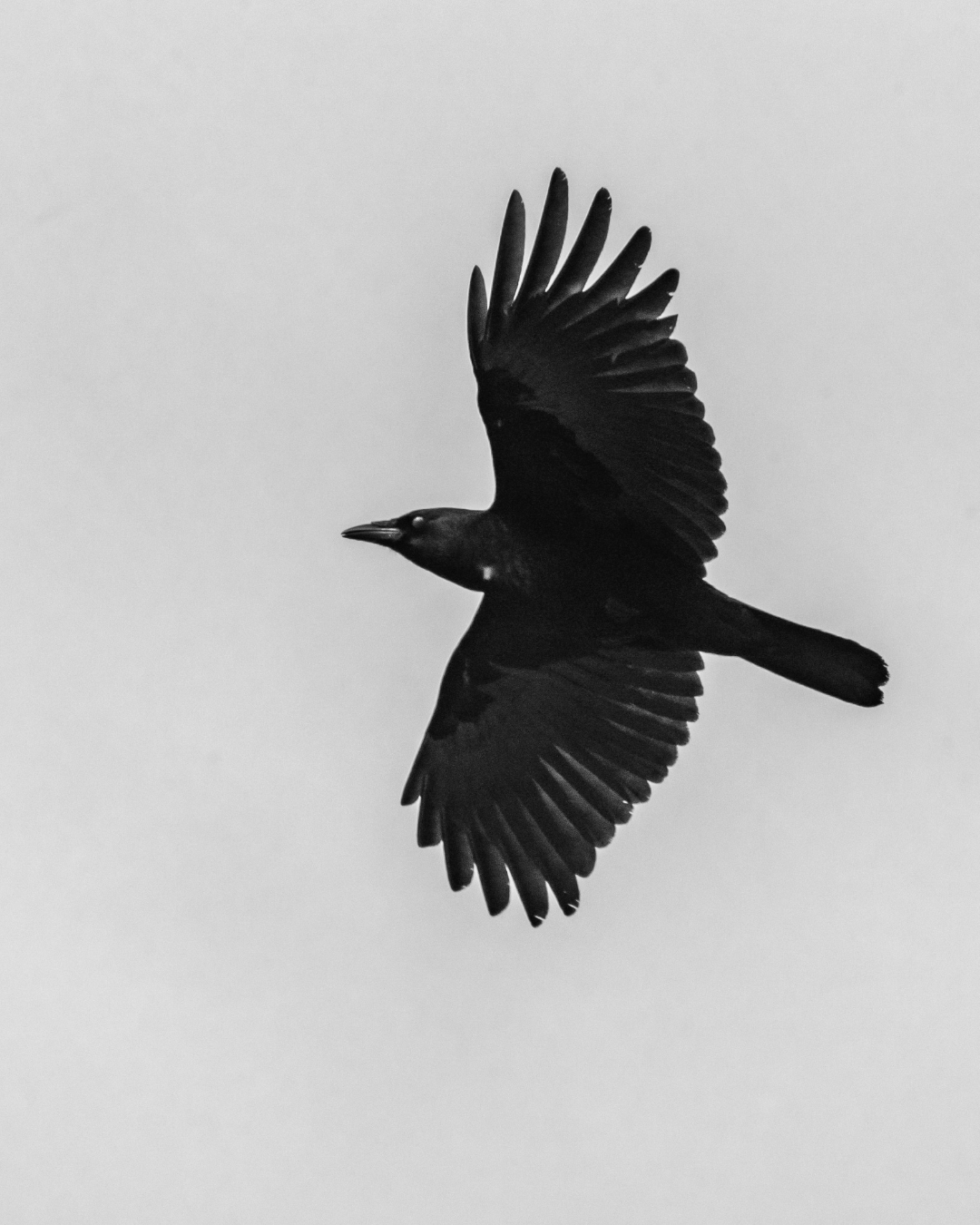 Goddess & Crow Temple Meditation