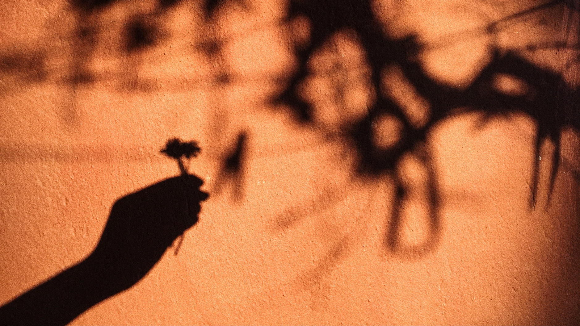 The silhouette of a hand holding a small object, creating a shadow that resembles a dog, on a textured orange wall with blurred shadows of tree branches.