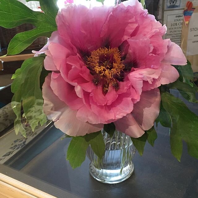 This beauty from one of our lovely customers!  Shop Hours 
Mon-Thur 10-3  Fri-Sun 10-5