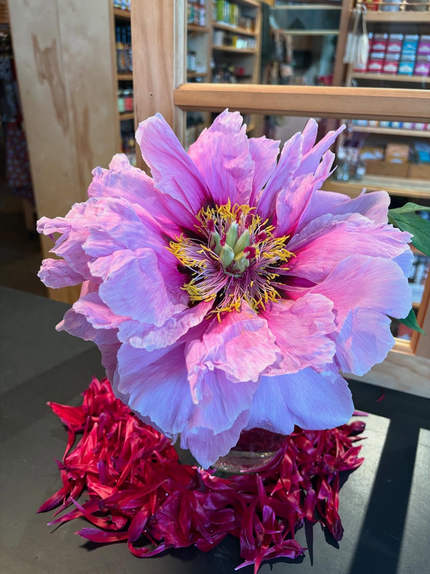 Happy foggy cool Sunday! Stop in and view the incredible peonies our fairy shared with us! Open today 10-5