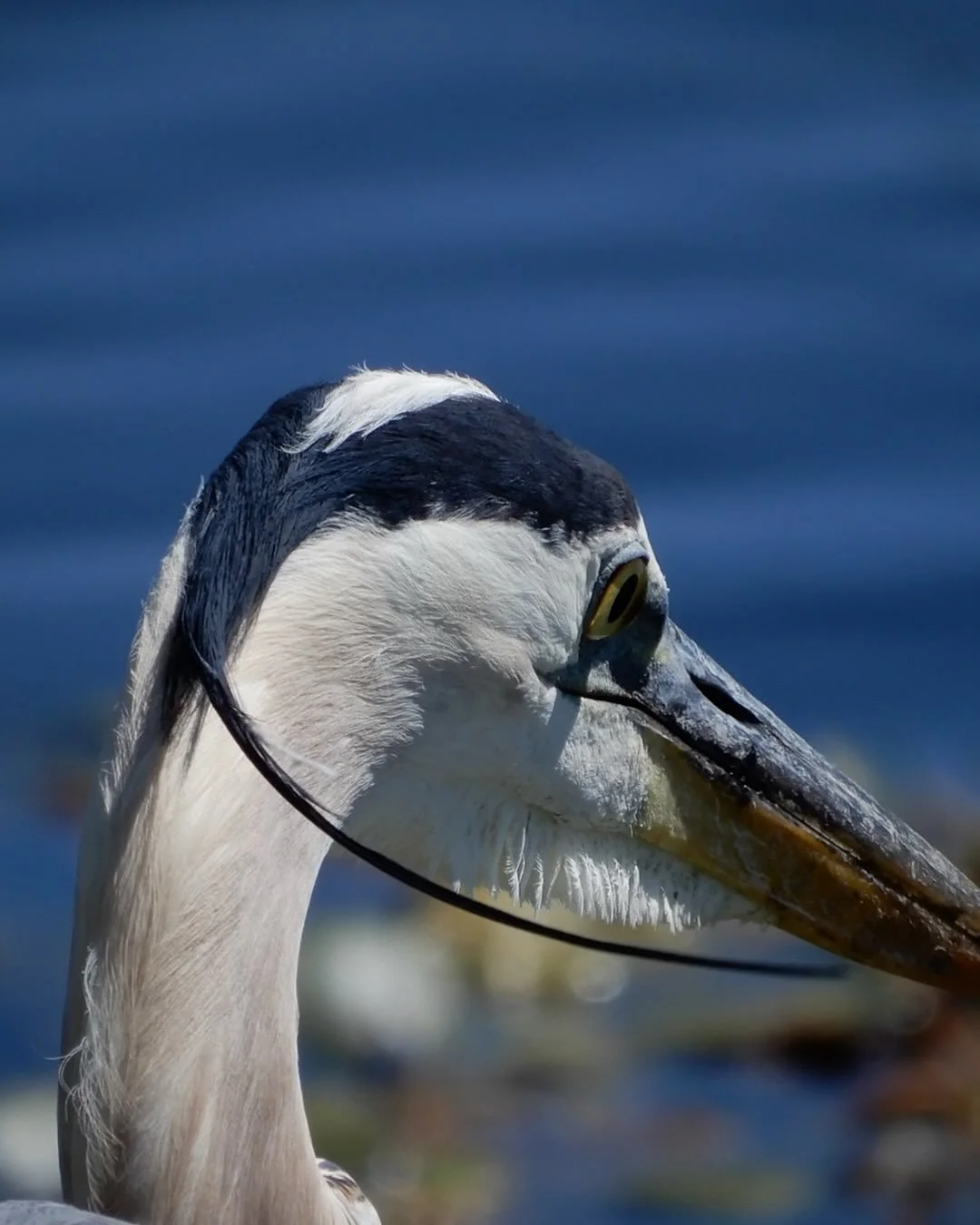 Special Shop Hours Wednesday 10/30/25
  10am-1pm
Shop will open as usual Thursday morning 10am
Sorry for any inconvenience!