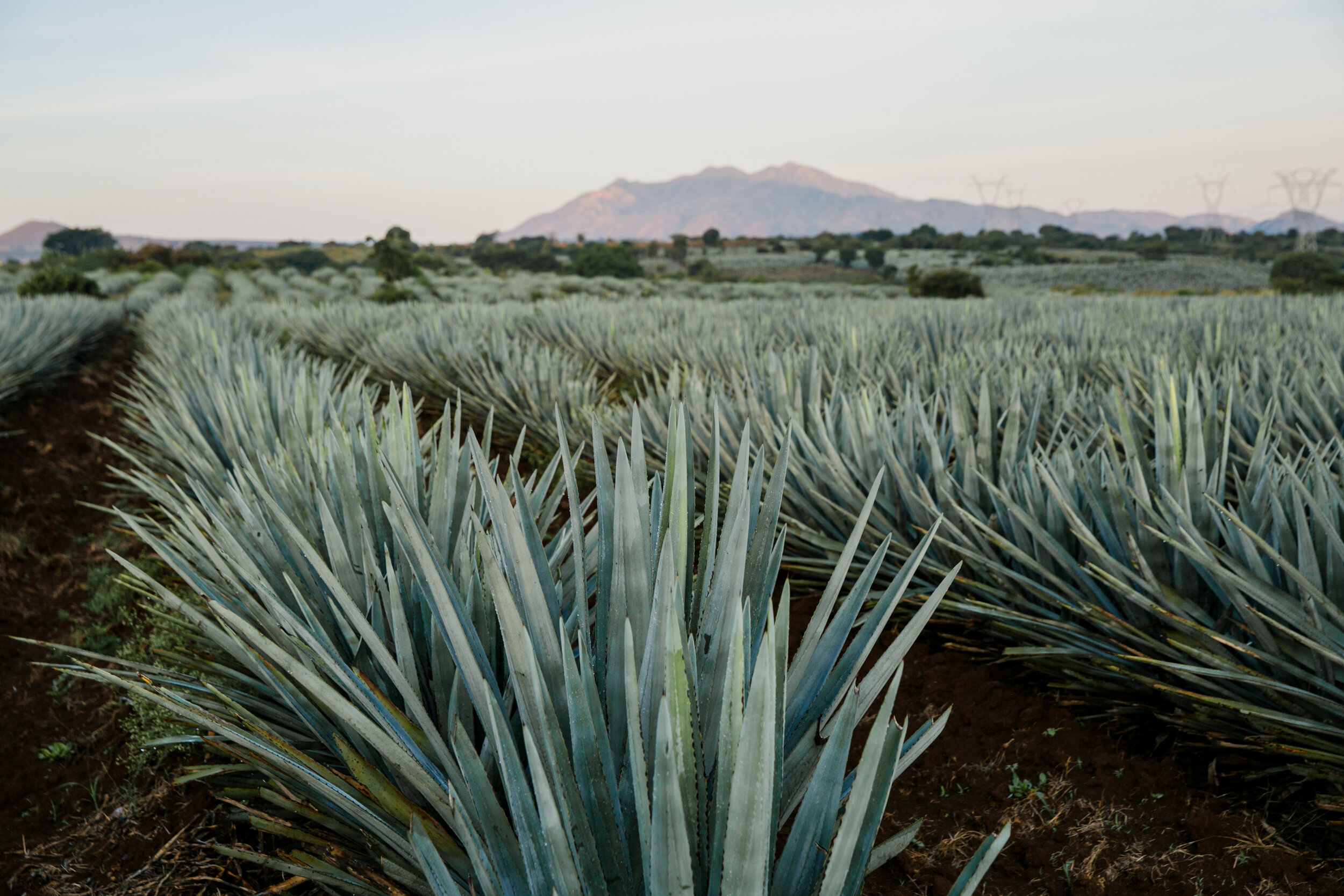 TEQUILA ATANASIO-2.jpg