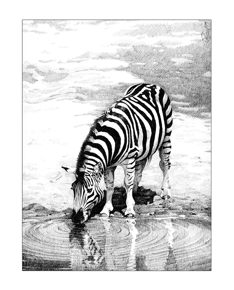 zebra.jpeg