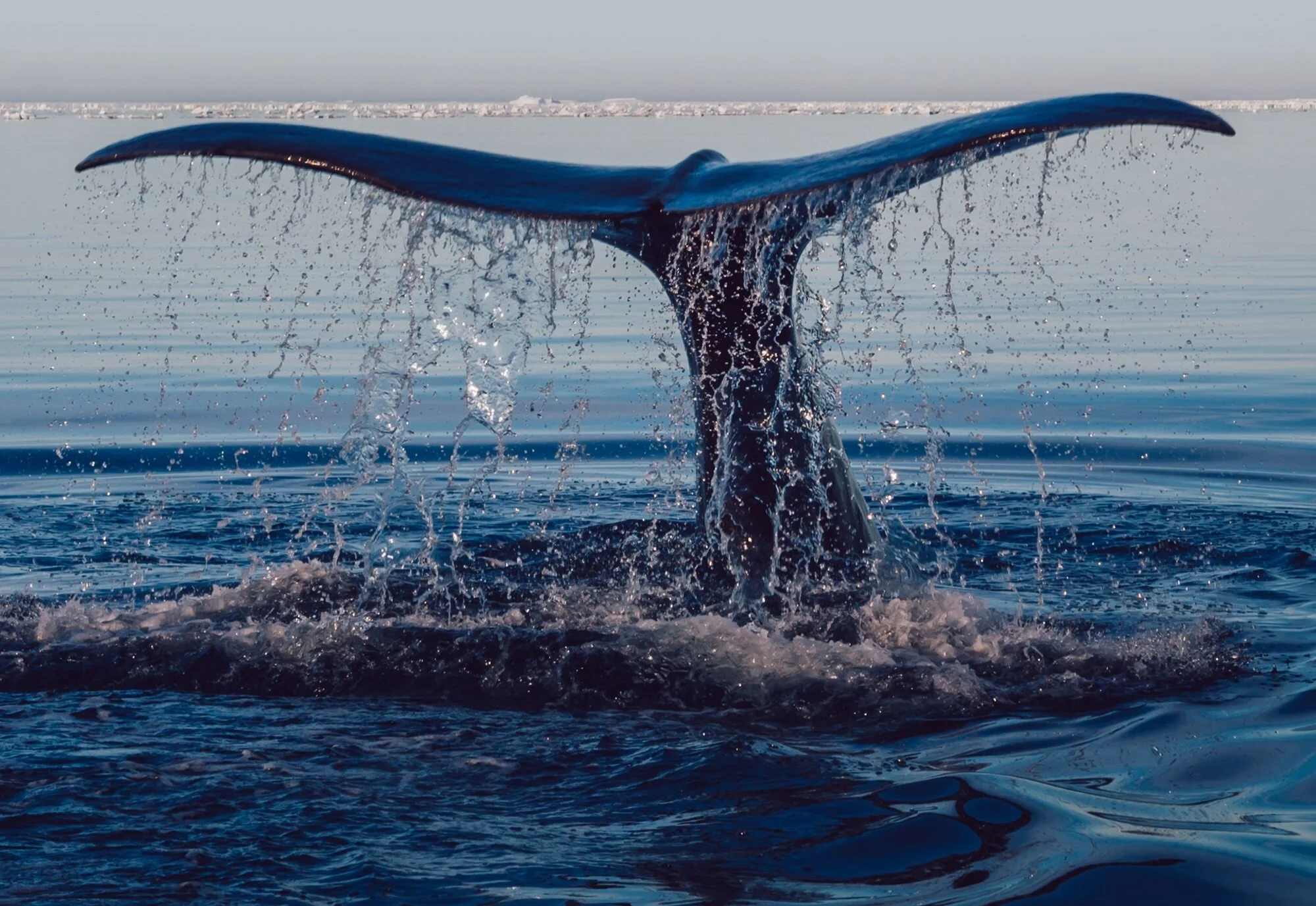 whale.jpg