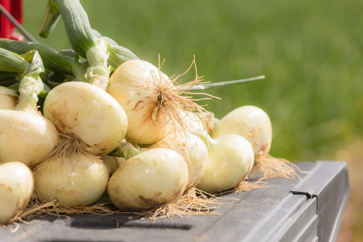 A group of Vidalia Onions on a table