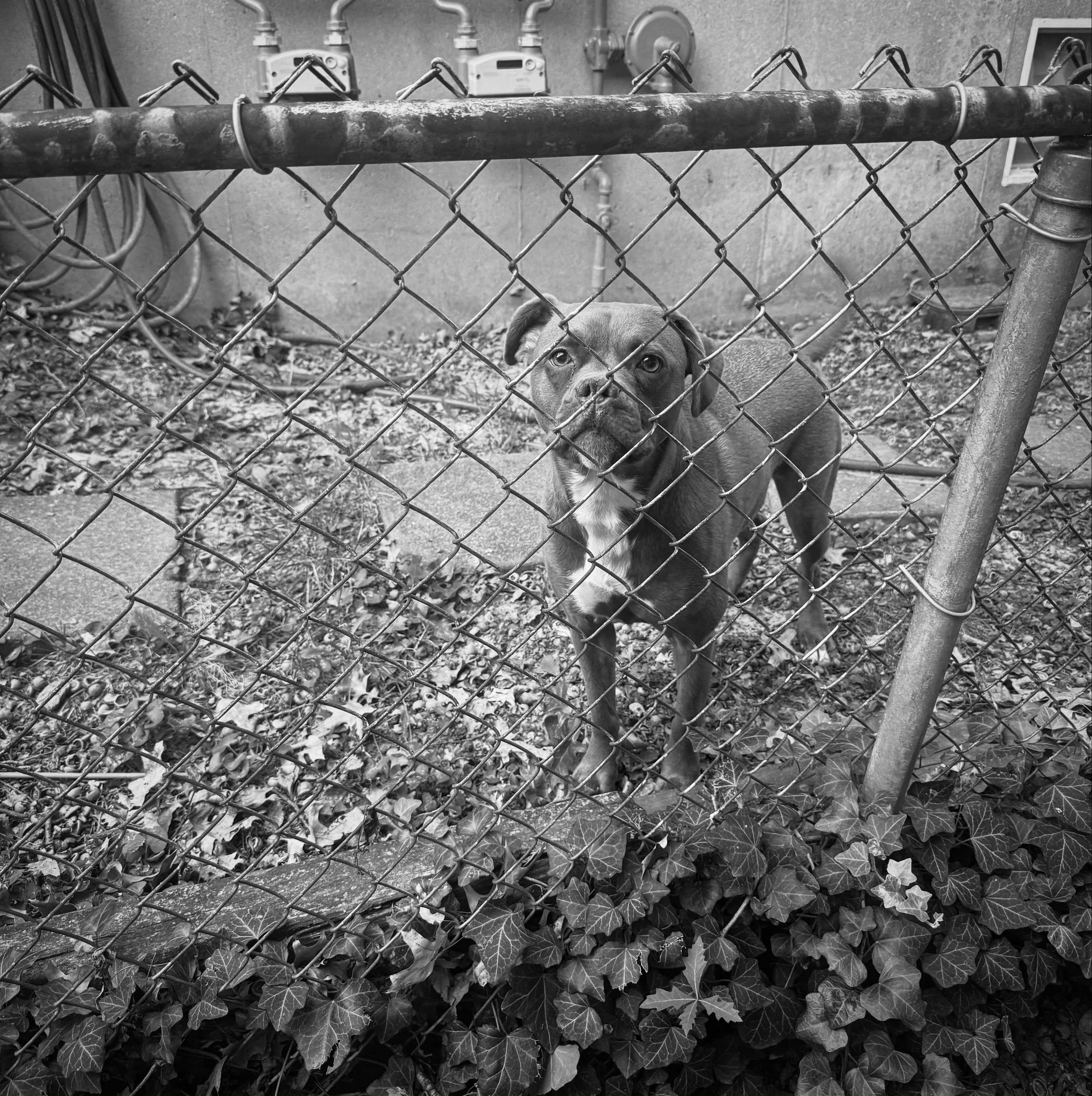 The most honest relationship in my life is that with my neighbor&rsquo;s dog. A mouthy boxer mix, our chain link fence two feet from my kitchen window. Sometimes I&rsquo;ll be doing dishes, and I&rsquo;ll look up to see her there considering me. Usua