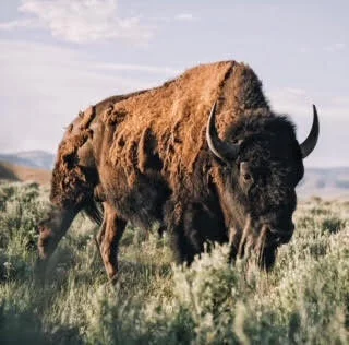 buffalo.jpg