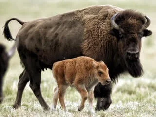 baby buff.jpg