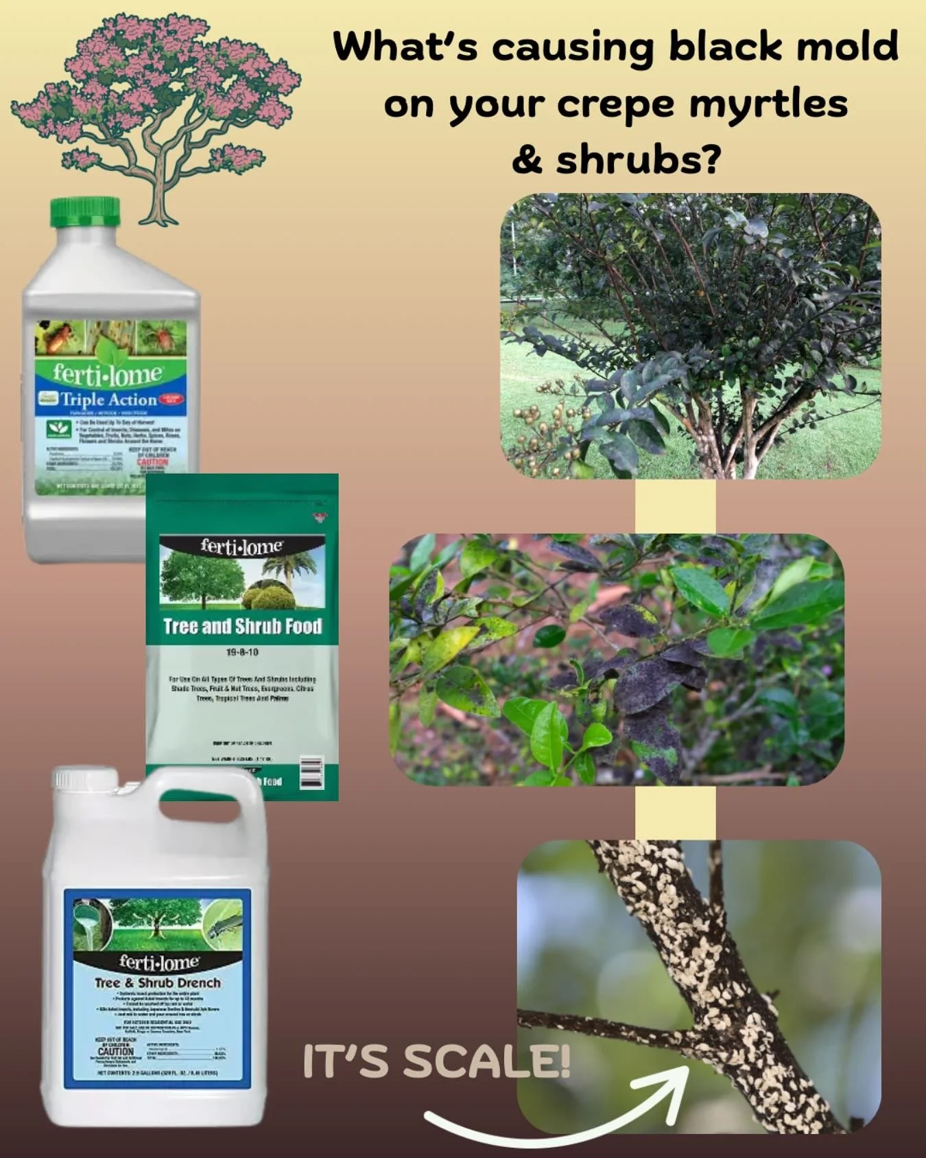 Does your crepe myrtle trees have black mold, or sooty mold? Don’t fret! We have a solution for you!
Sooty mold is caused by a sap-feeding insect known as crepe myrtle bark scale. Its excrement, or honeydew, is sugary and becomes moldy. Thus,