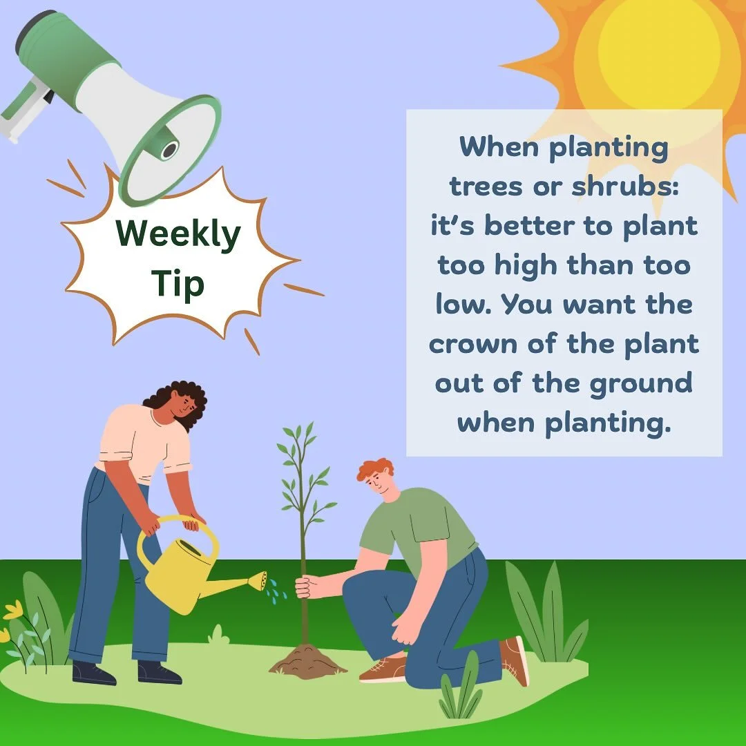 Colder temperatures are right around the corner and it’s going to be the best time to plant your trees and/or shrubs.   Anything that you plant, whether it be trees/shrubs or bedding plants, you will need to plant it higher in the ground. Pla