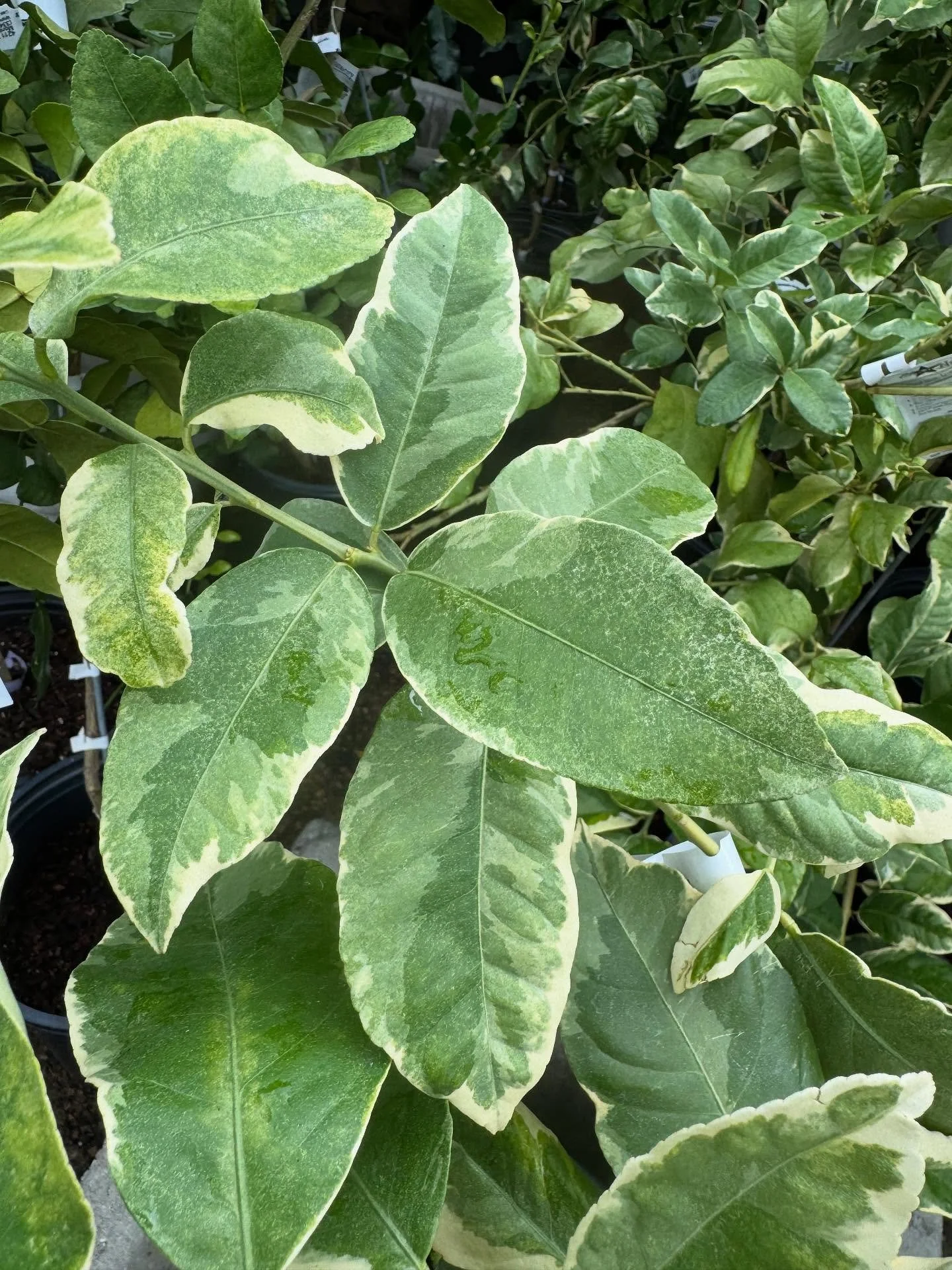 New citrus trees have arrived! 🍋🍋‍🟩🍊 Lemons 
Limes 
Satsumas and etc.