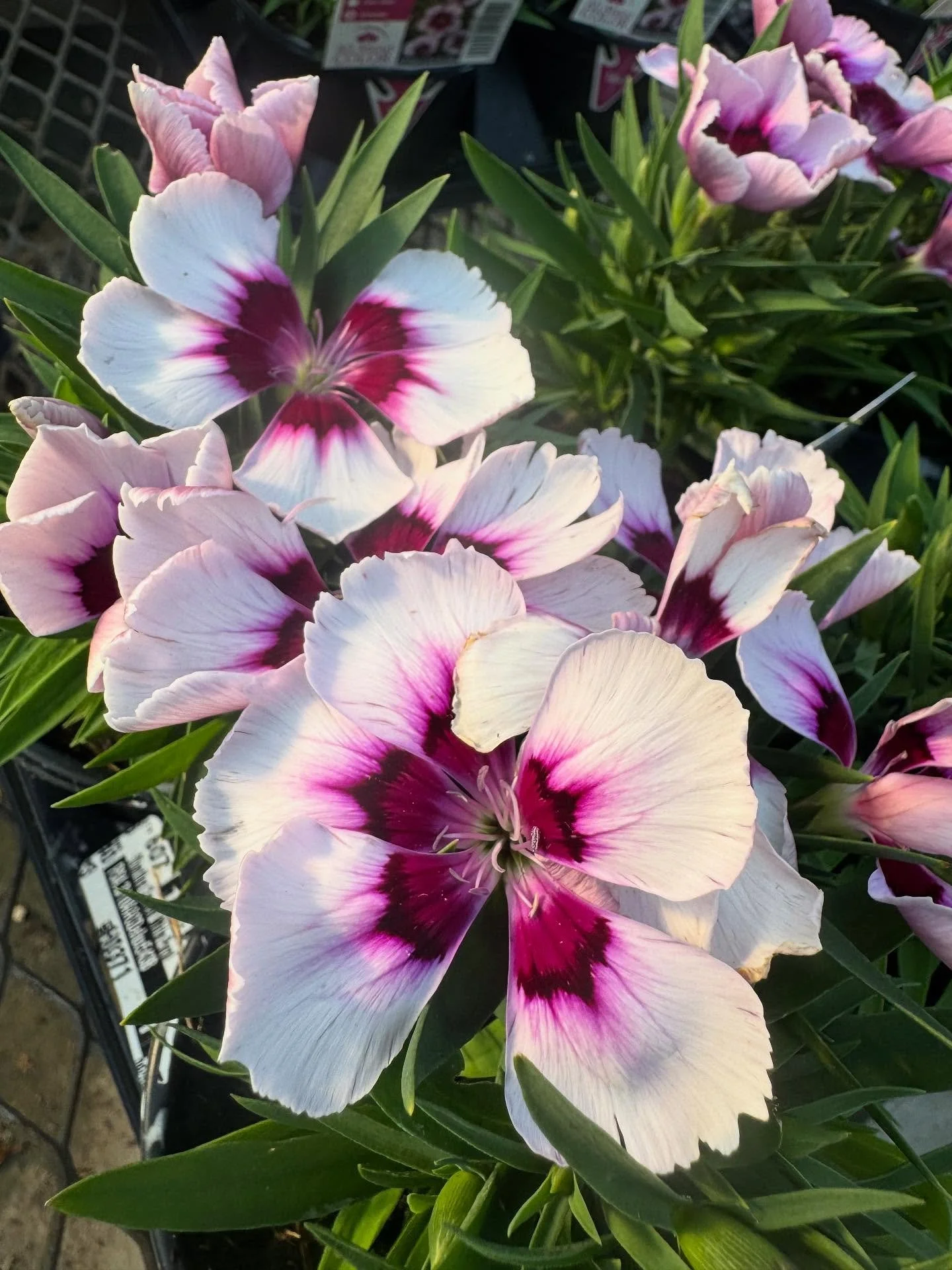New bedding plants and vegetables in this morning!